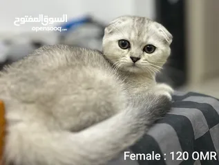  2 Pure Scottish Fold Kittens