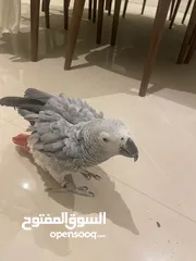  4 ببغاء الأمازون