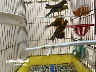 2 كناري جوز شغال جوز حب شغال