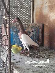  1 فحل هرم شغال