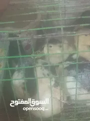  5 فراخ بلدي بط مس كوفي رومي بلدي فراخ بيور فراخ فيومي