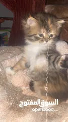  3 قطط مجانن للتبني/ kittens for adoption free