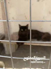  2 للبيع قط شيرازيه لعمر تسع شهور