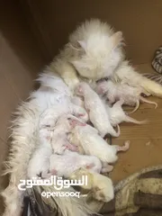  2 قطه شرازي صار يومين من جابت   جواها 9افراخ مثل ما واضح بل صوره