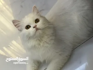  1 Persian kitten for adoption