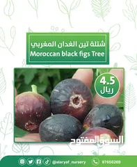 2 شتلات وأشجار التين من مشتل الأرياف  أسعار منافسة  انجیر کا درخت
