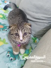 1 قطعه للبيع سكوتش فولد ملقحه وامها معها بسبور لعوبه بداعي السفر المستعجل