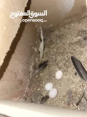  3 طيور كروان للبيع انثى و ذكر للتفريخ.