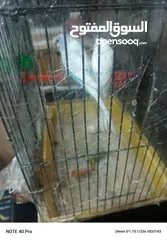  8 جوز حب شغالات ومنتجات الفحل كرست الوان حلوه كان تحتيهم 3 بيضات وتكسروا بالغلط عند النقل وحاليا بجهزو
