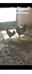  1 دجاج بلدي بياض للبيع