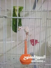  4 طيور كنار نخب اول مستويات حلوه للبيع