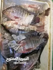  3 اسماك طازجه من برك الاغوار