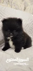  12 Mini Pomeranian Male puppy