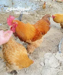  6 ديك كوشن للبيع