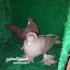  2 زوج حمام رواعب نجفي اصلي بيع او مراوس