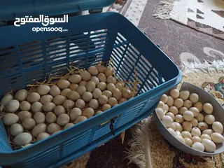  1 متاح بيض حجل أبيض للبيع