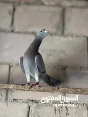  2 شوية حمامات نخب بسعر حرق جواز وحبات
