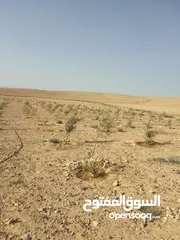  21 عشره دنمات للبيع