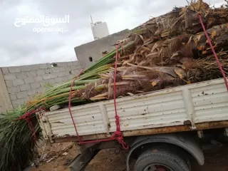  6 نخل بكراري وطابوني وبيوضي للبيع