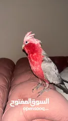  1 ذكر ببغاء غالا للتزاوجmale galah parrot for mating