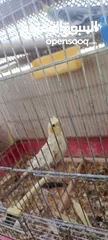  1 جوز جنه جوز حب جوز كنار جوز كوكتيل  (اقرا الوصف ضروري)