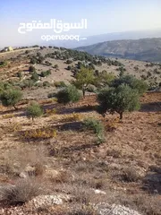 3 قطعة مزروعة بالكامل مخدومة