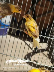  4 كنار مخليف بيع فردي او جماعي