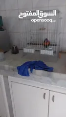  3 ببغا لوري رينبو العمر سنتين متكلم لعوب