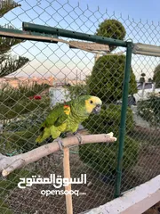  1 للبيع بلو فرنتد جاكو متكلم