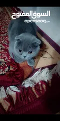  3 Scottish Fold female قطه