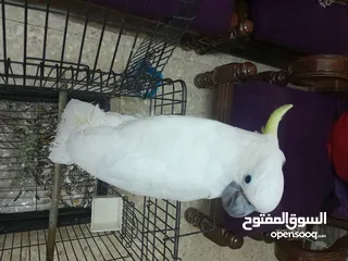  1 كوكاتو اليف للبيع