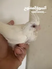  7 فراخ للزق اليدوي