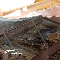  9 فراخ للبيع السلط