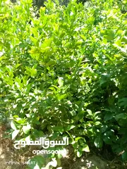  7 شجر ليمون وشماسي