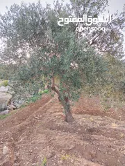  5 مزرعة زيتون ملوكية اطلالة ع الغرب و جبال فلسطين ع ثلاث شوراع قرب شارع الستين ثغرة السلطان