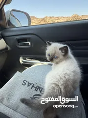  12 كتن همالايا