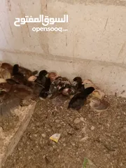  3 الصيصان بلدي نخب