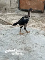  1 فراخ دجاج براهمي جميع الانواع البزرة الاصليه وباكستاني ماخذات جميع المطاعيم