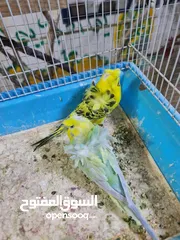  16 مجموعة طيور جواز كلها شغاله أن شاء الله