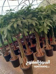  27 تفصيل قواوير فايبر جلاس بشكل عصري أنيق  زراعة وتسميد النباتات الداخلية والخارجية بإشراف مهندسين