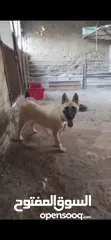  1 عوريف جنوب نابلس