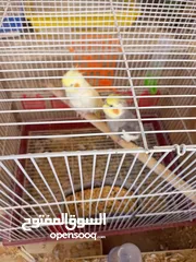  5 كوكتيلات منتجات للبيع