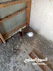  12 حمام كش وزق للبيع او للبدل على عصفير