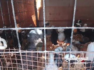  4 صيصان فرح ذيبا عمر من اسبوع لغايه شهرين ويوجد صيصان براهمي بف عمر شهرين