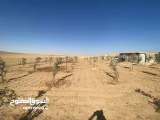  29 مزرعه زيتون