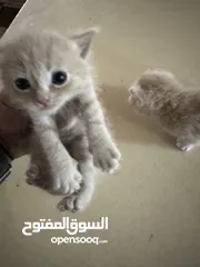  4 3 قطط للبيع هميلايا