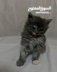  4 10 قطط للبيع للتواصل و الاستفسار على الرقم