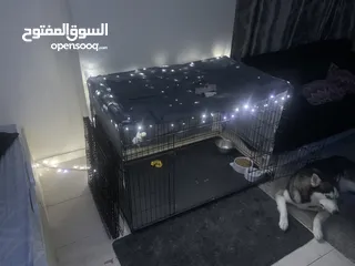  5 هاسكى بيور pure husky Dog + passport + cage + panel for playing + cleaning kit