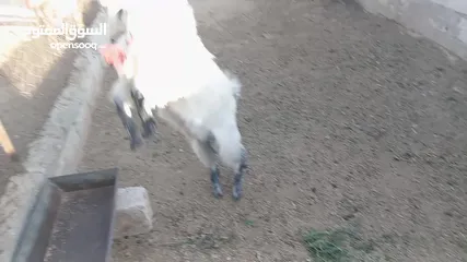  4 جدي ابيض ازرق