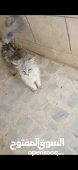 1 قطه جميله جدا  في الزرقاد